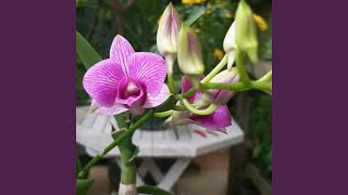 Download lagu Petualang mp3