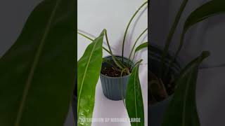Anthurium sp Morona Large #plants #exoticplants #houseplants #plantgoals #plantlover #indoorplant