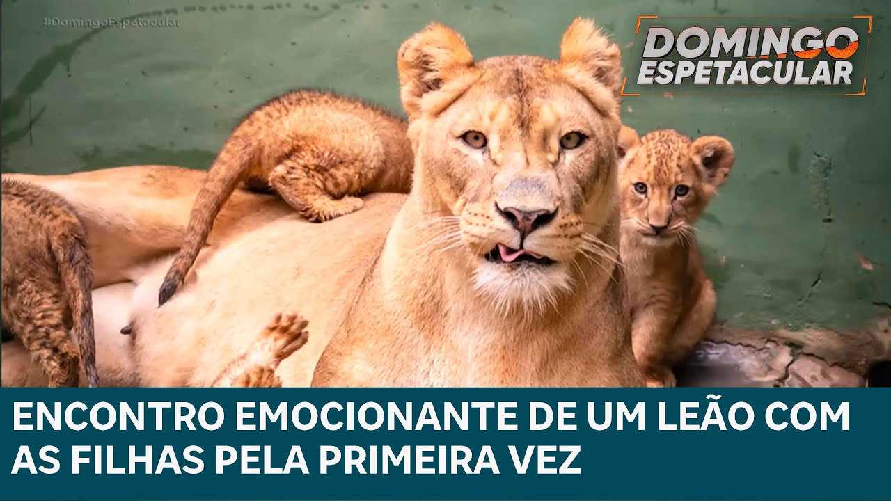 Veja o encontro emocionante de um leão com suas filhotas após quatro meses de separação
