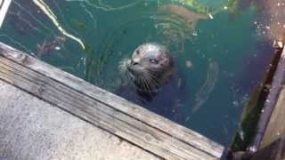 preview picture of video 'Feeding Popeye the Harbor Seal in Friday Harbor'