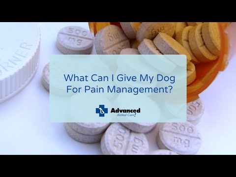 What Can I Give My Dog For Pain Management?