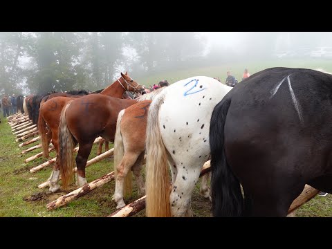 Pferdemarkt + Pferde Verlosung - auf diesem Markt war ich noch nie ♥