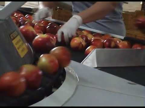 Роторный сортировщик для яблок 