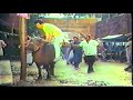 Aboorva Sagotharargal Deleted Song Kamal Hassan