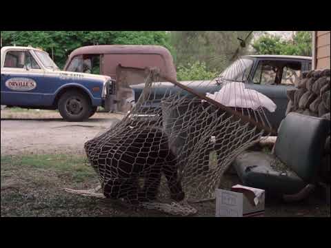 Any Which Way You Can - Orangutan Hall Of Fame (HD)