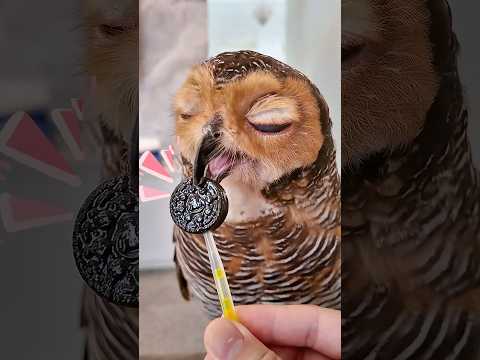 Lollipop Bibib!🍭🦉 #funny #cute #funnyanimal #animals #pets #cat #funnyvideo #animals