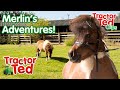 🐴 Merlin's Adventures On The Farm! | Tractor Ted Clips | Tractor Ted Official