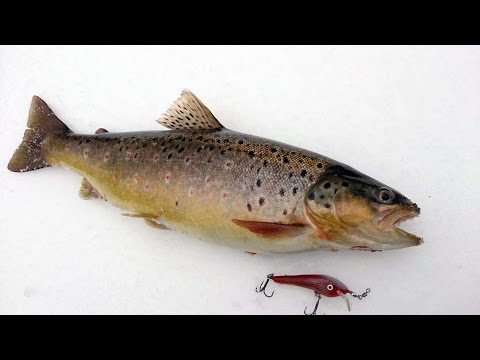 Talvine jõeforell 14.02.2015