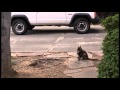 Mockingbirds Attack Cat And Cat Returns Favor