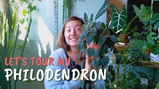 Beautiful Philodendron Collection Tour & Care Tips