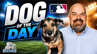 MLB Picks and Predictions for Today 8/17/2026 | Dawg of the Day 