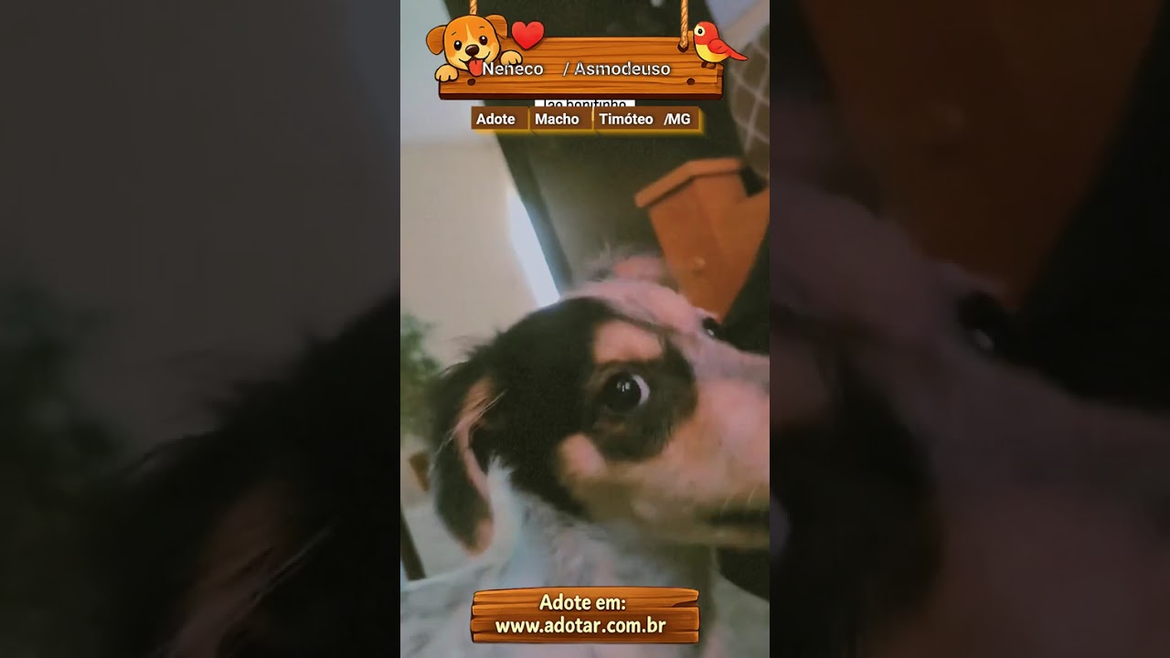 Cachorro raça SRD-ViraLata idade Abaixo de 2 meses nome Neneco / Asmodeuso