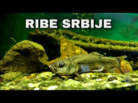 Oaza ep.5 - Ribe Srbije 🐟