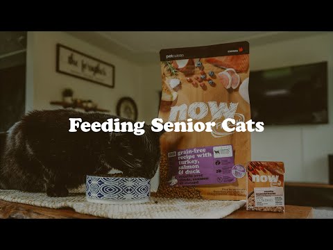 A Guide to Feeding Senior Cats | NOW FRESH Pet Food