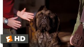 Hotel for Dogs (5/10) Movie CLIP - All That for a Look Out the Window? (2009) HD