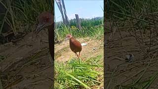 Download lagu burung tikusan merah gacor#shorts mp3 Download lagu burung tikusan merah gacor#shorts mp3