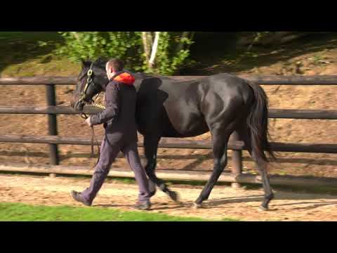 2021 October Yearling Sale - Lot 283 c. PEDRO THE GREAT x JOLIE NOCE