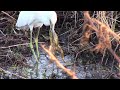 Little Blue Heron Gulps Down Big Frog ViralHog