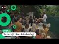 Ontbijten tussen de zeekoeien tijdens het schoolontbijt
