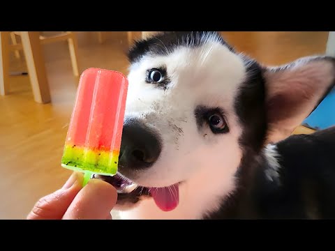How To Make Ice Cream For Your Dog In Less Than 5 Minutes!