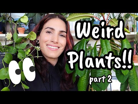 Weird Plants In My Collection!! 🙃 Euphorbia, Dischidia, Hoya & More!! 🌿 part 2
