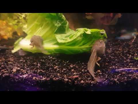 Tadpoles feeding in aquarium