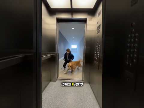 🔥 El instinto de este perro le salvó la vida a su pequeño dueño