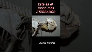 Este es el mono más ATERRADOR