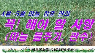 마늘재배시 4월 5월에 꼭 해주어야 하는 사항은? 마늘 물주기, 마늘관수하기