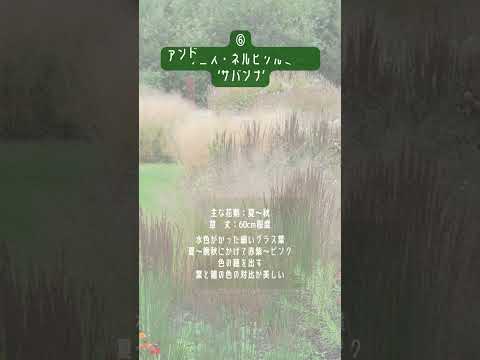 耐病性植物 観賞用セージ