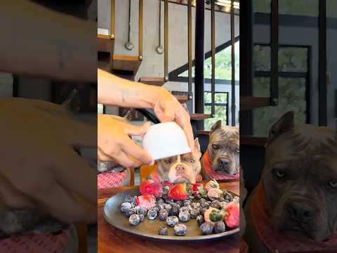 Picolé de Morango e Mirtilo com Iogurte Natural 🤩🐾