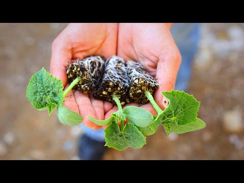 Don't wait for spring: 9 seeds that love being sown in December