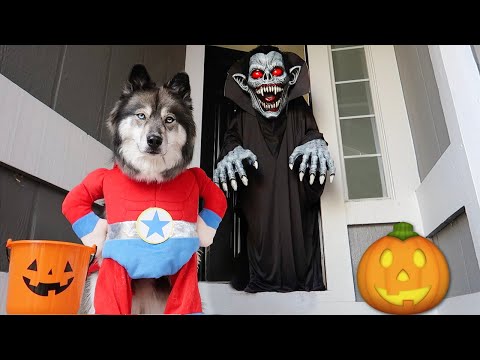 Kakoa's Favorite Halloween Trick or Treating!