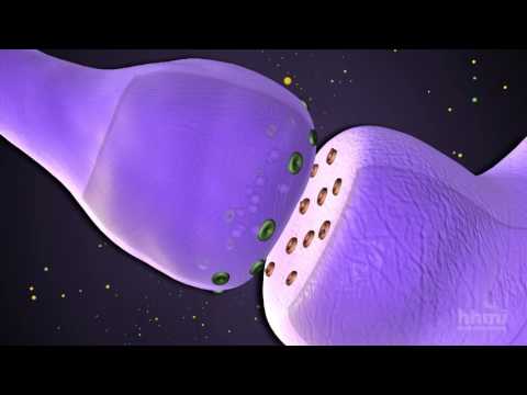 Mecanismos Moleculares de la Función Sináptica | HHMI BioInteractive Video