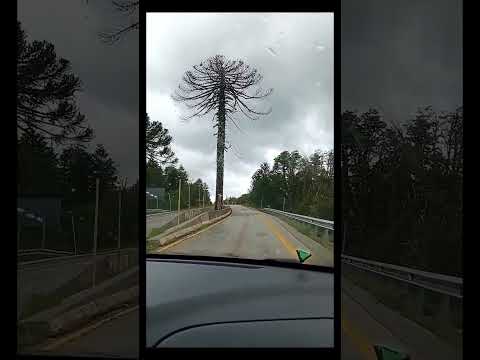 #curarrehue #chile #araucania Ruta Paso Fronterizo Mamuil Malal #argentina #nature