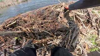 BEAVER DAM TEARDOWN BY HAND GOPRO POV ASMR