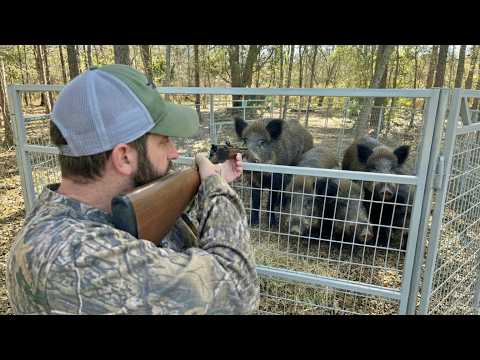 Helping My Community Fight the Wild Hog Invasion