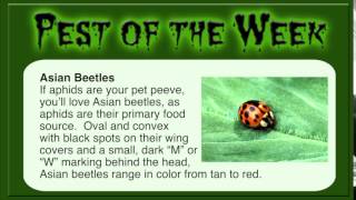 preview picture of video 'Pest of the Week with MRW Lawns - Asian Beetle'