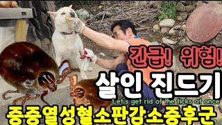 살인진드기 정말 위험합니다. 반려견 점검! Let's get rid of the ticks at once.