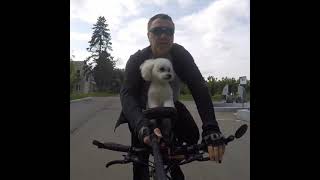 BUDDYRIDER. Велосидение для собаки!