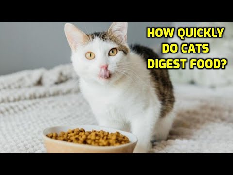 How Long Does It Take For Cats To Digest Food?