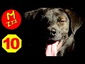 Stop Dogs Barking With This Silent Dog Whistle