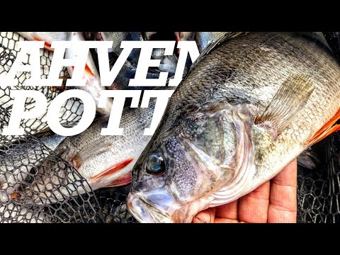 AHVENENKALASTUSTA KEINOJA KAIHTAMATTA - LOKKIEN PERÄSSÄ KALAPOTIN LUO