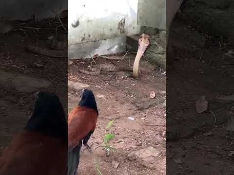 cucal bengali vs cobra - lesser coucal kills cobra