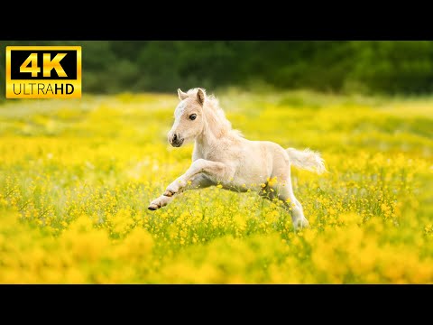 Baby Animals 4K (60FPS) - Wild Baby Animals With Relaxing Healing Music (Scenic Relaxation Film)