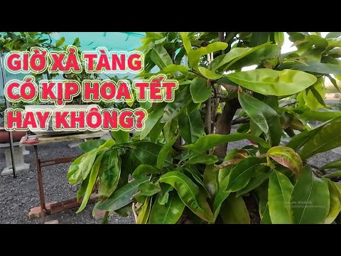 Thời điểm tháng 5 Âm lịch bấm xả tàng Tết Có hoa không?