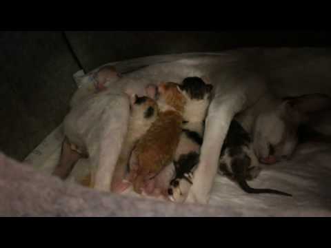 Newborn Kittens Cornish Rex