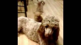 preview picture of video 'Red teacup poodle plays with standard poodle'