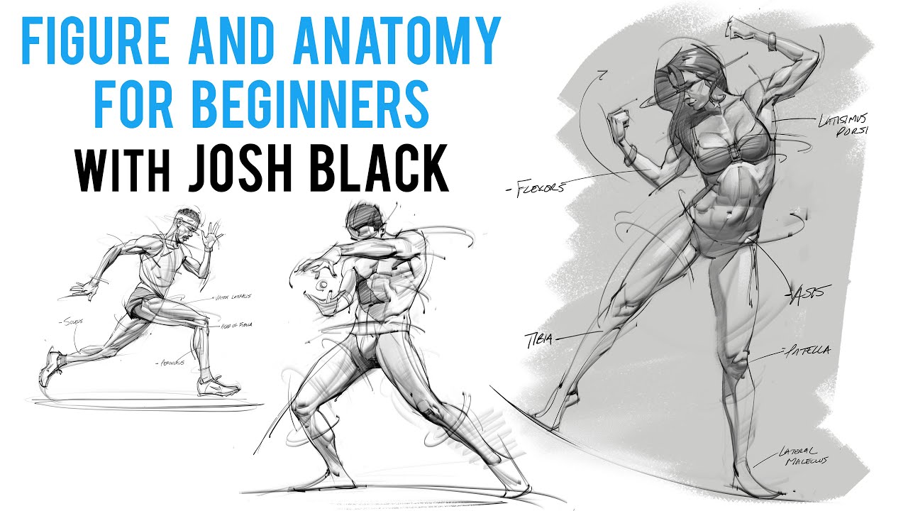 Figure and Anatomy Tips with Josh Black