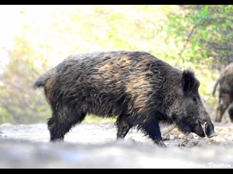 download lagu mp3 mp4 Chasse Argentine Gros Gibier, download lagu Chasse Argentine Gros Gibier gratis, unduh video klip Chasse Argentine Gros Gibier